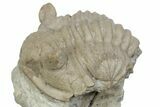 Bargain, Fossil Chasmops Trilobite - Russia #363121-2